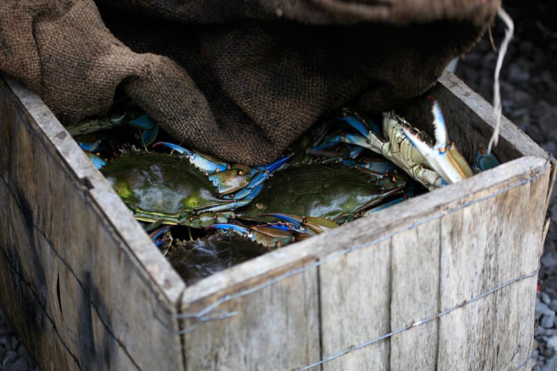 A box of blue crabs. Photo by Erika Blumenfeld.