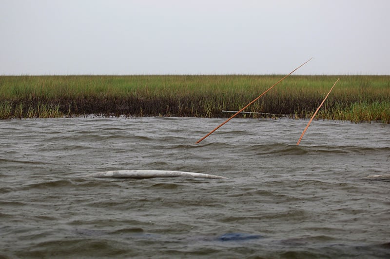 Boom off its support in Louisiana wetlands. Photo by Erika Blumenfeld.