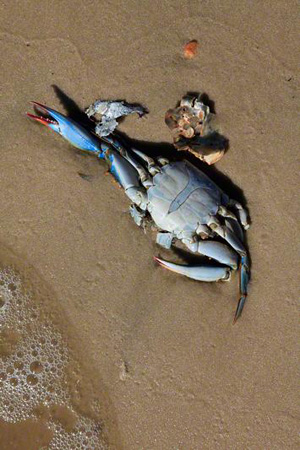 Dead Blue Crab on Blood Beach, Ocean Springs, Mississippi.